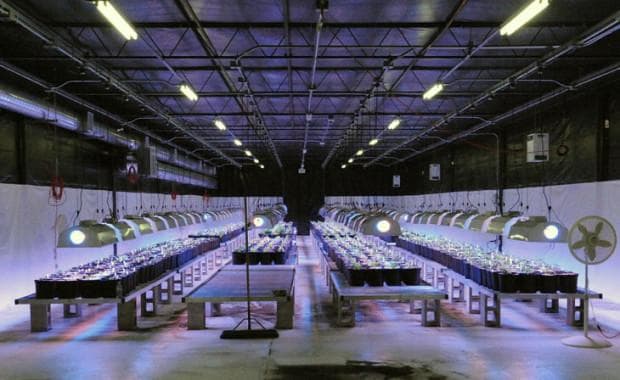 7 Reasons Steel Buildings are the Answer to the Biggest Problem in Legal Marijuana