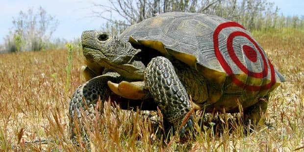 4 Ways Harry Reid Could’ve Saved the Desert Tortoise From the Threatening Hands of Cliven Bundy
