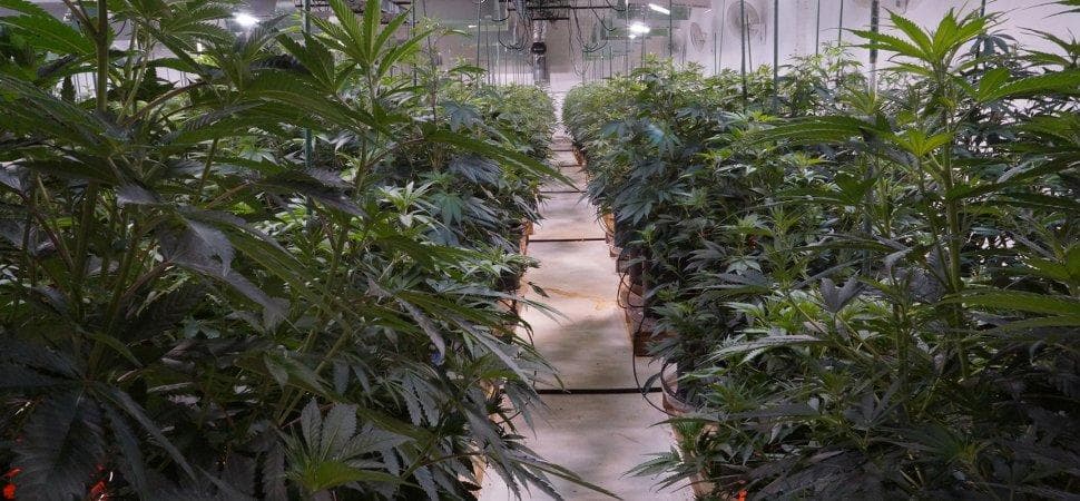 Steel Rooted In Strength